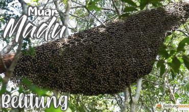 Madu Lebah Liar Hutan Belitung|Belitung Forest Wild Bee Honey|勿里洞森林野生蜜蜂蜂蜜|عسل نحل غابات بيليتونج البري